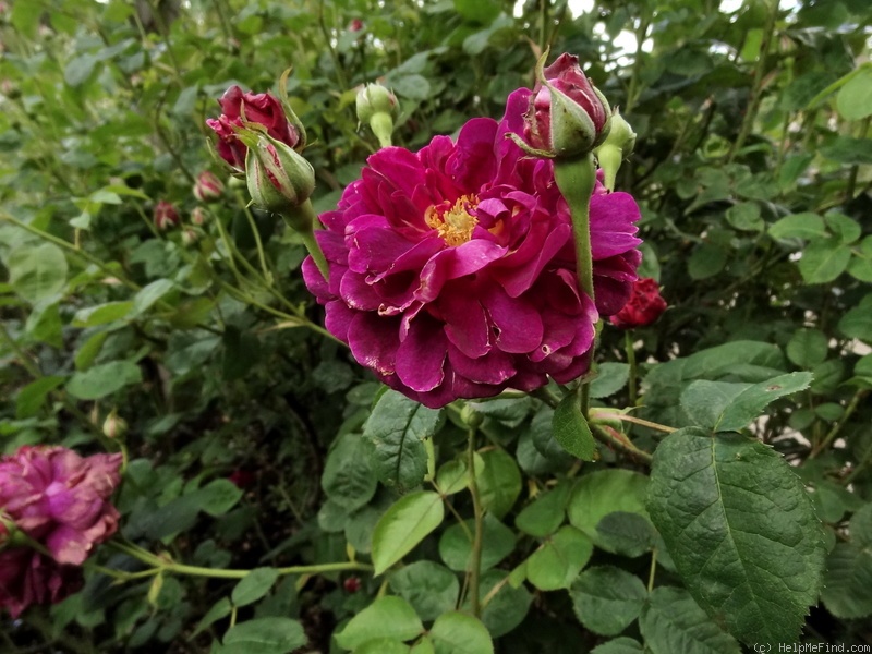 'Chianti' rose photo