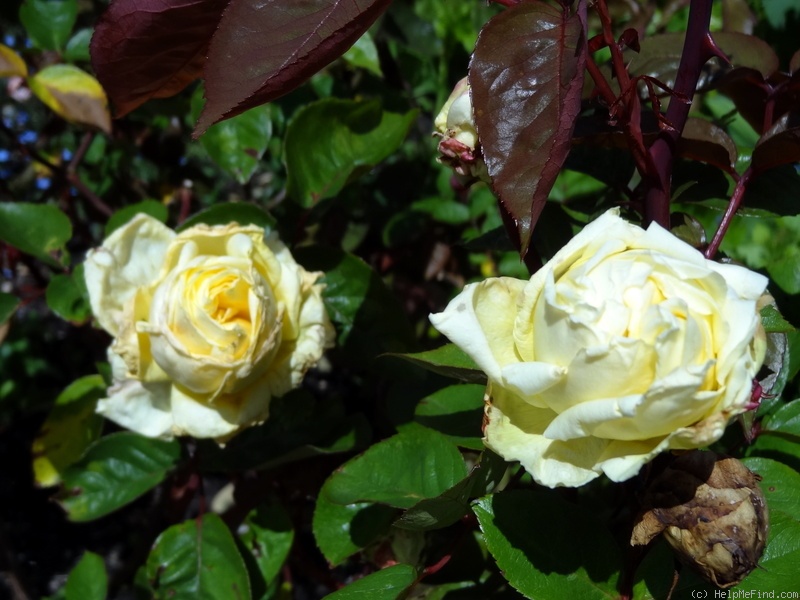 'Perle des Jardins, Cl.' rose photo