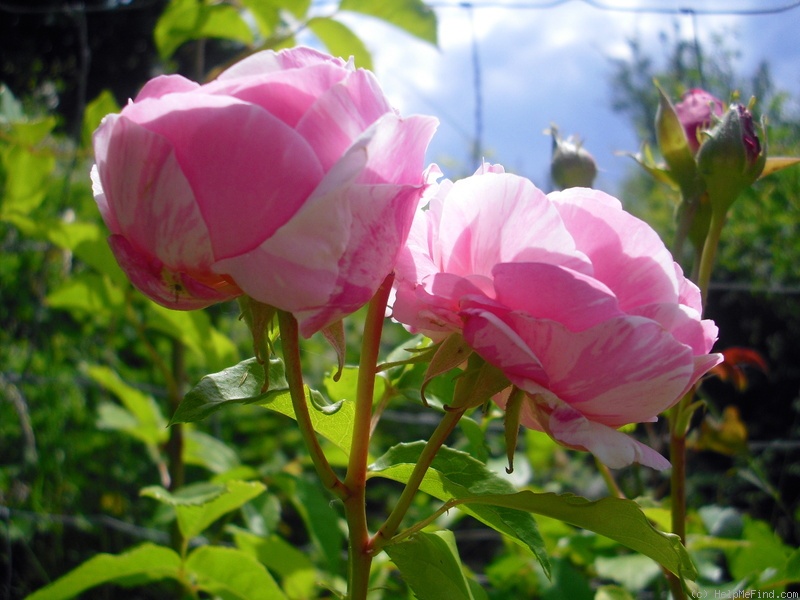 'Billet Doux' rose photo