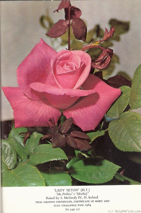 'Lady Seton' rose photo