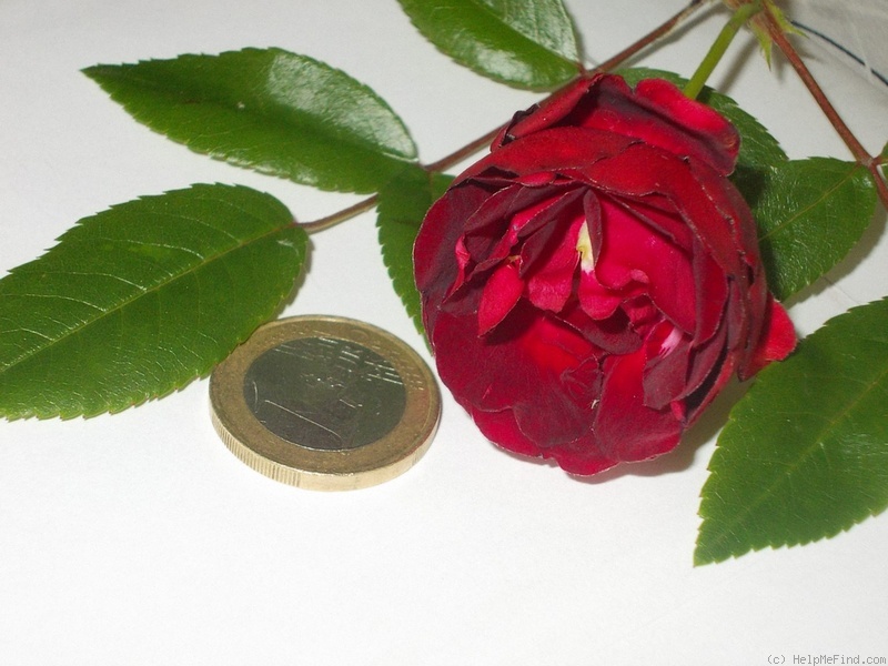 'Koster Bordeaux' rose photo