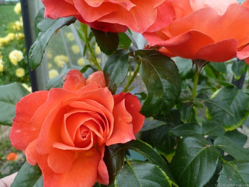 'Fellowship (floribunda, Harkness before 1988)' rose photo