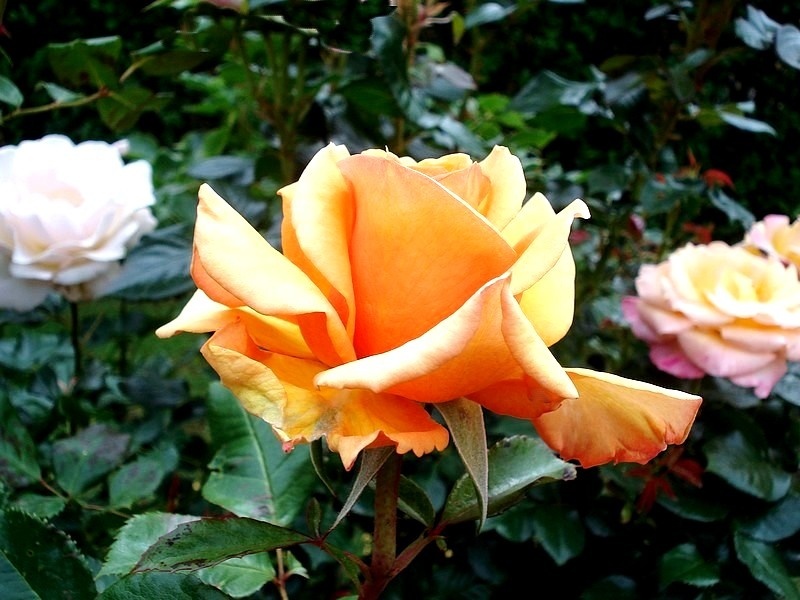 'Simply The Best' rose photo