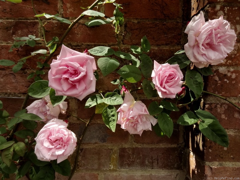 'Kathleen Harrop' rose photo