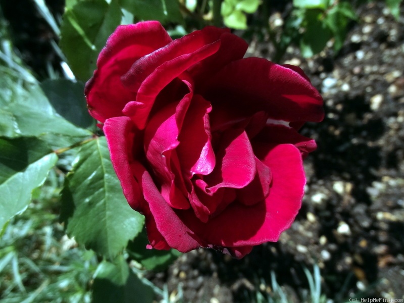 'Étoile de Hollande' rose photo