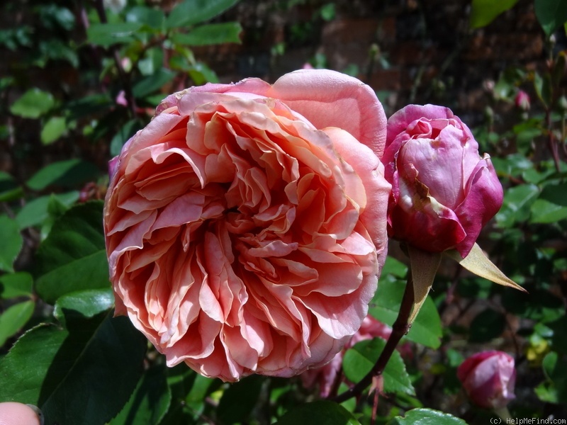 'Général Schablikine (Tea, Nabonnand 1878)' rose photo