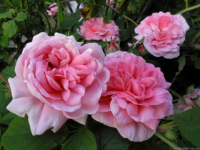 'Ispahan (damask, Unknown, before 1827)' rose photo