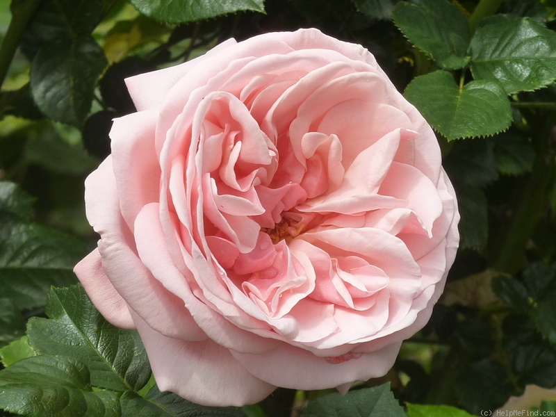 'Aphrodite ® (shrub, Evers/Tantau, 2000/06)' rose photo