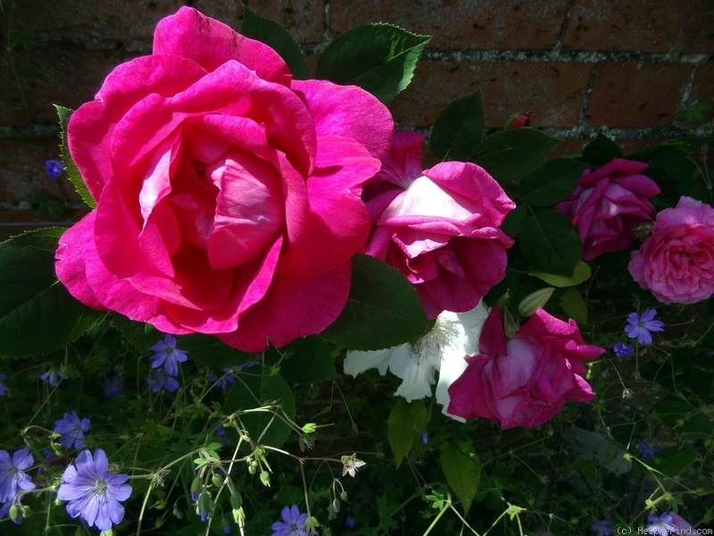 'Captain Hayward' rose photo