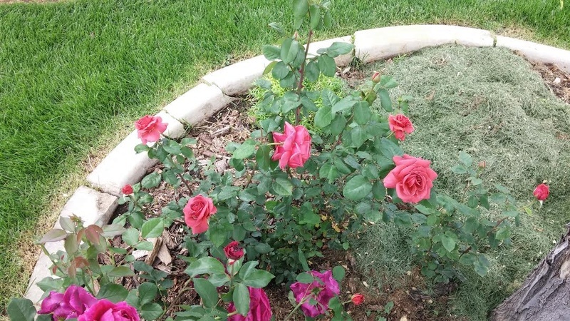 'Smoky' rose photo