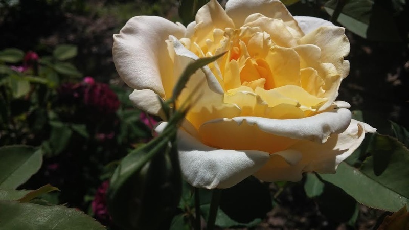 'Lemon Spice' rose photo