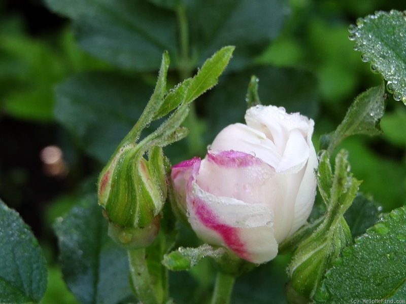 'Lac Majeau' rose, click to enlarge 'Lac Majeau' rose photo