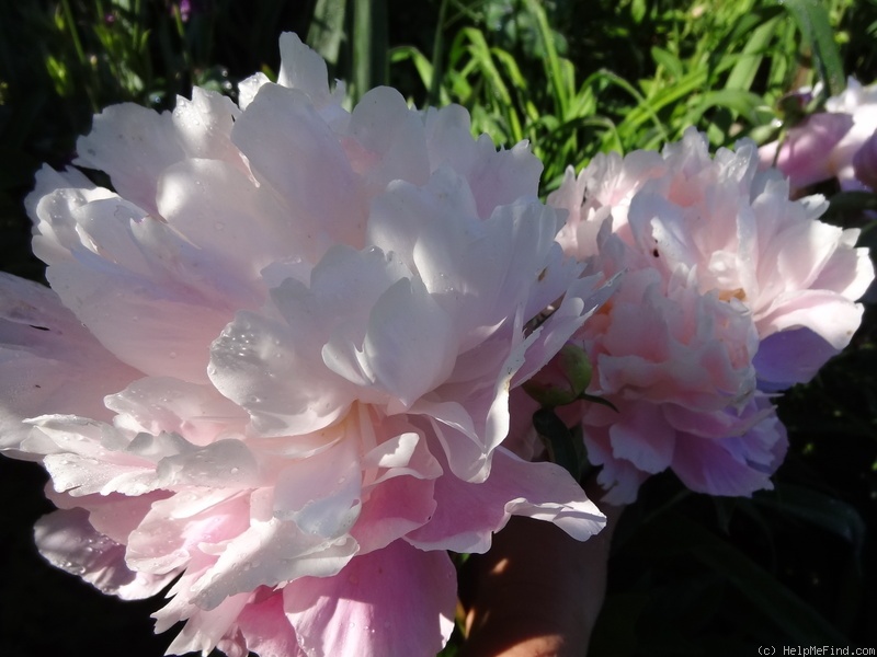 'Catharina Fontijn' peony photo