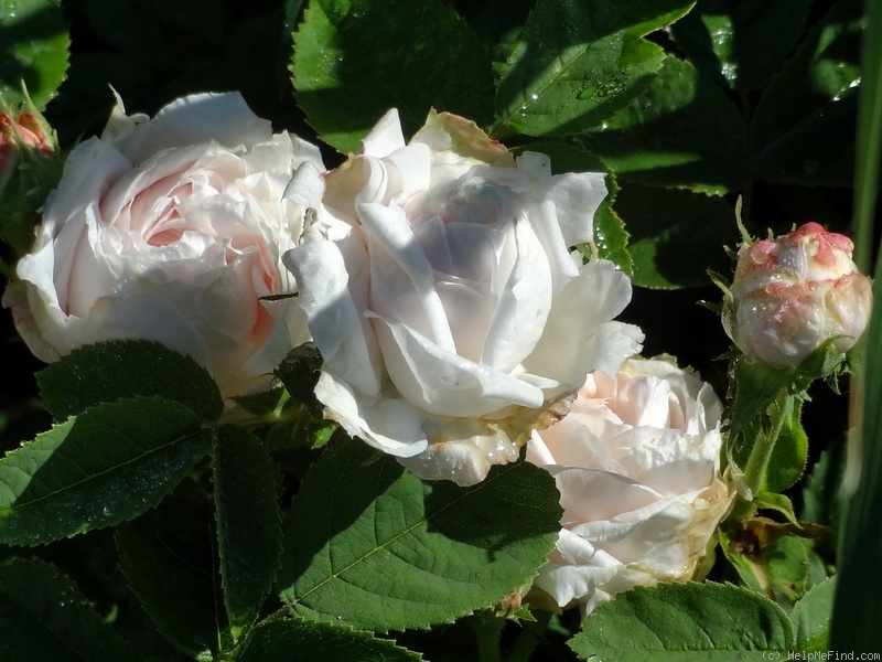 'Blanche fleur' rose photo