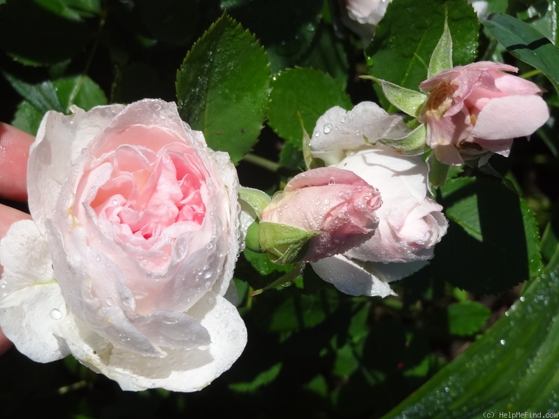 'Morden Blush' rose photo