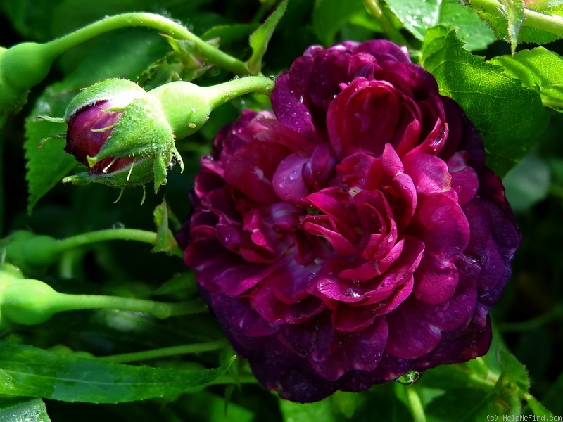 'La Négresse (damask, Vibert, 1842)' rose photo