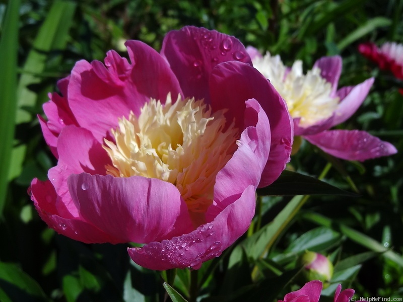 'Władysława' peony photo