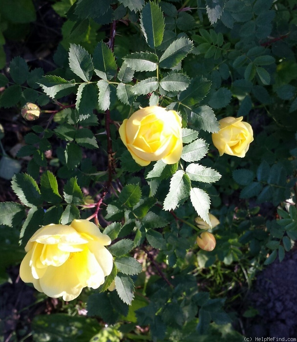 'Persiana' rose photo