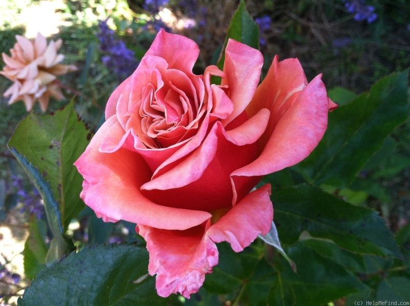 'Ann Henderson' rose photo
