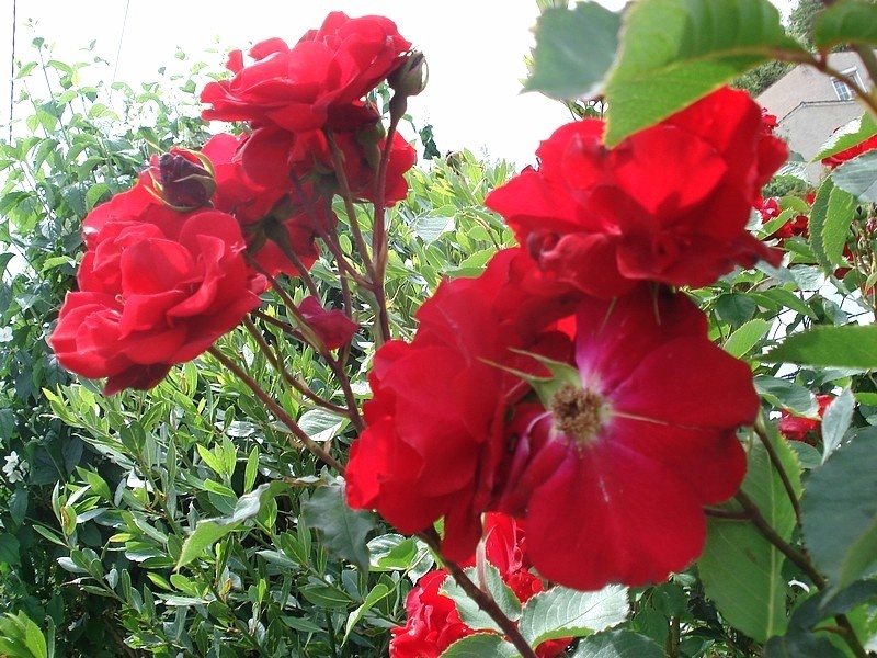 'Castella ®' rose, click to enlarge 'Castella ®' rose photo
