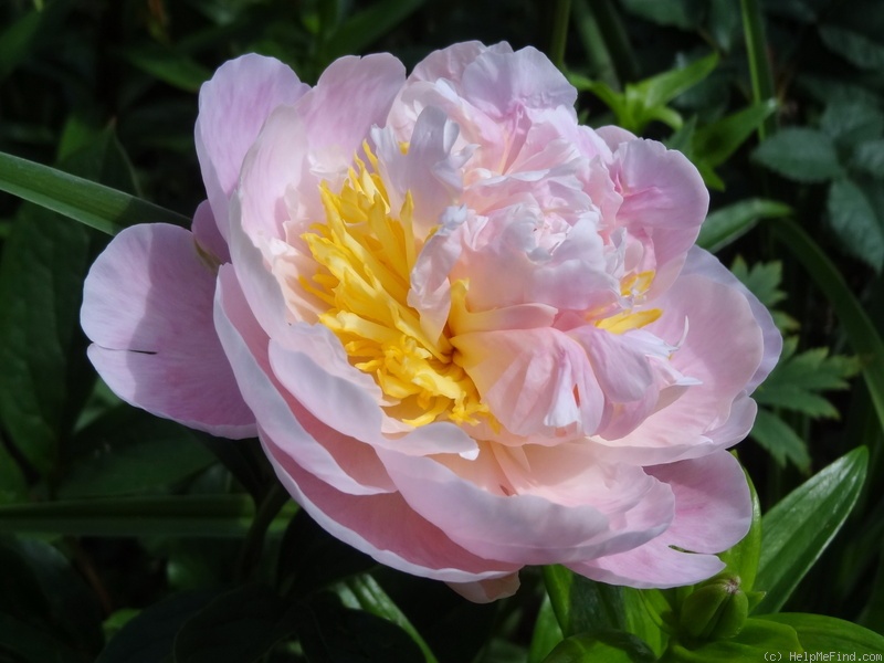 'Golly' peony photo