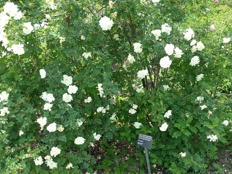 'Leafland Double White Altai' rose photo
