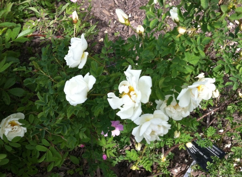 'Leafland Double White Altai' rose photo