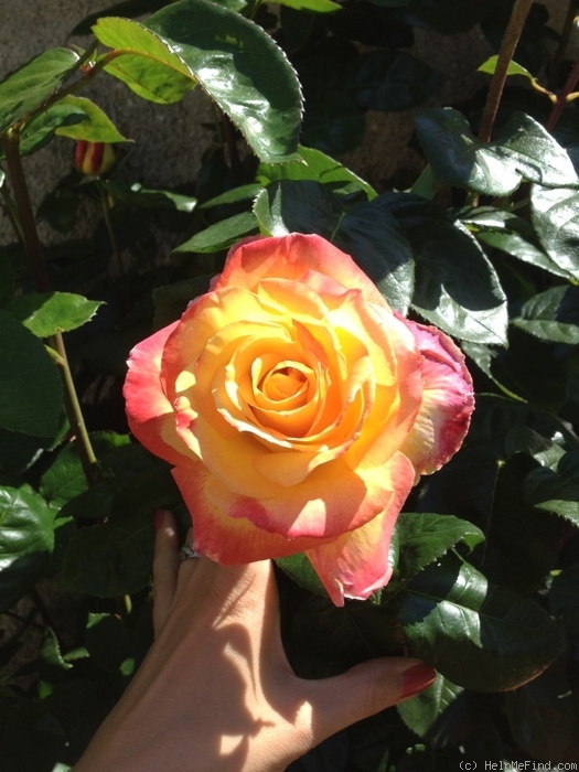 'Pullman Orient Express ®' rose photo