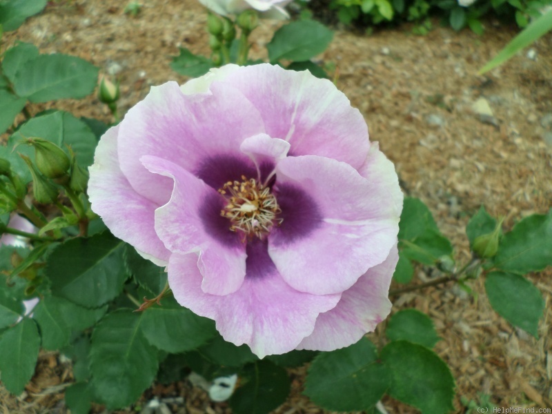 'Blue Eyes ® (floribunda, James 2004)' rose photo