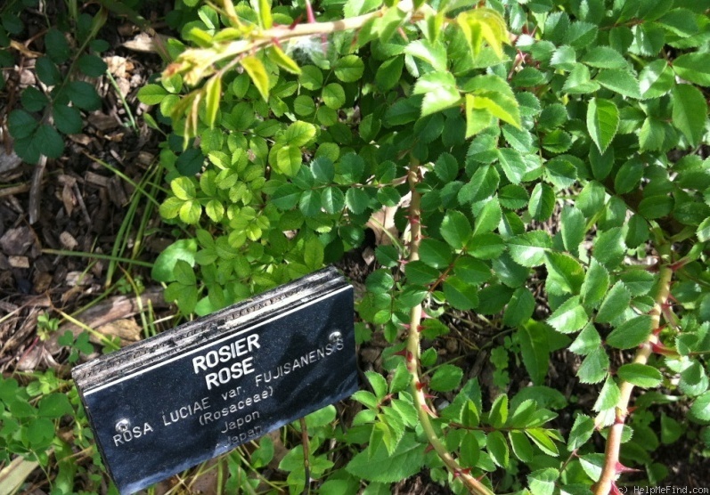 'R. luciae fujisanensis' rose photo