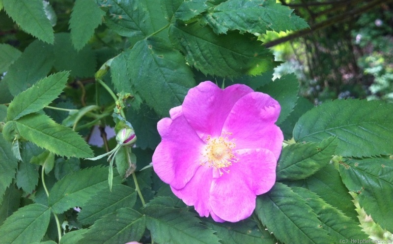 '<i>Rosa rousseauiorum</i> B.Boivin synonym' rose photo