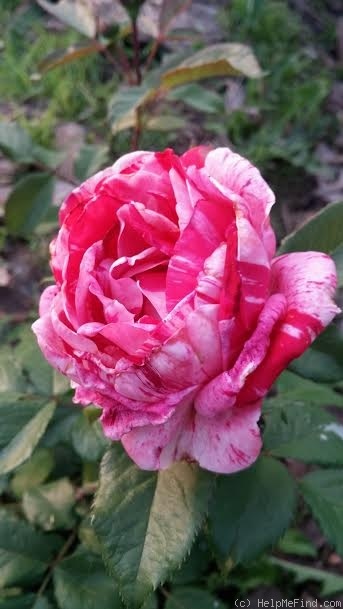 'Scentimental ™ (floribunda, Carruth 1996)' rose photo