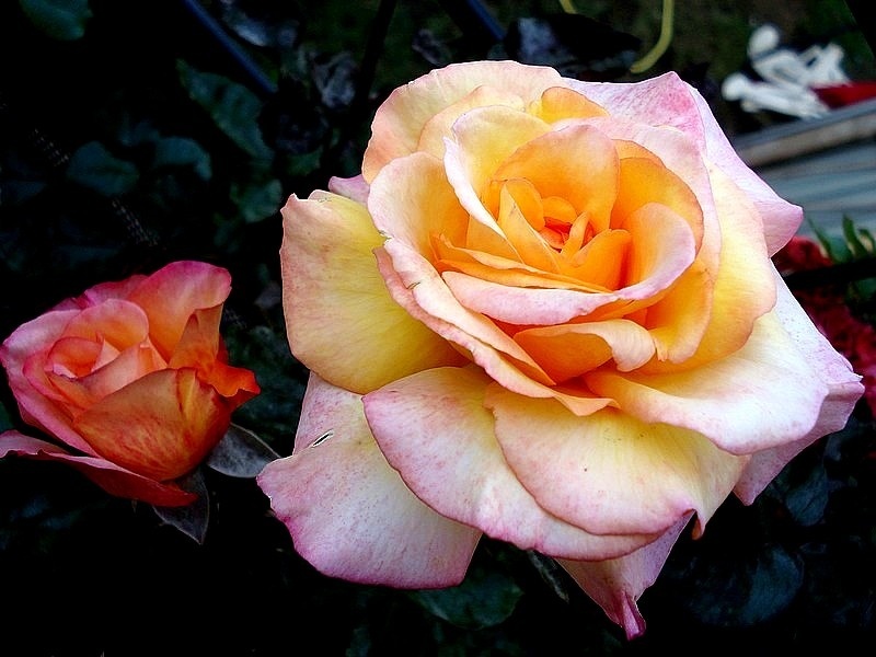'Soledad ®' rose photo