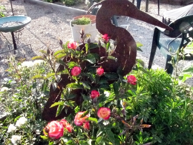'Amy's Idaho Rose Garden'  photo