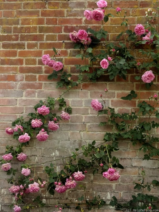 'Madame Lauriol de Barny' rose photo