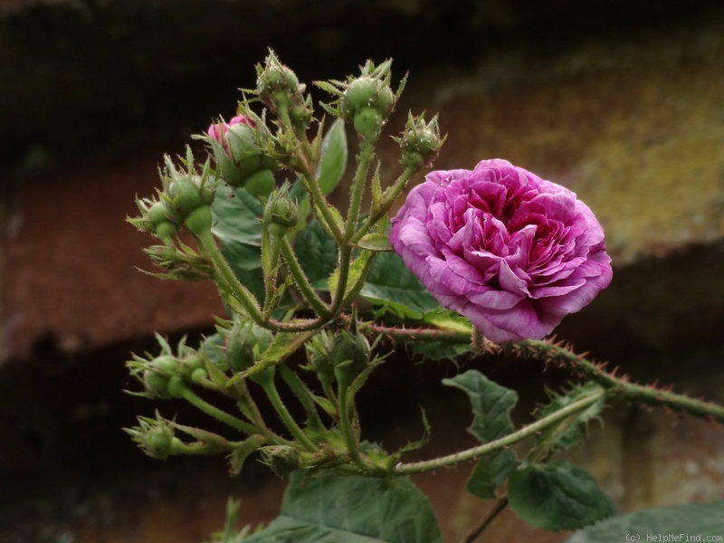 'Russelliana (hybrid multiflora, Unknown pre - 1826)' rose photo