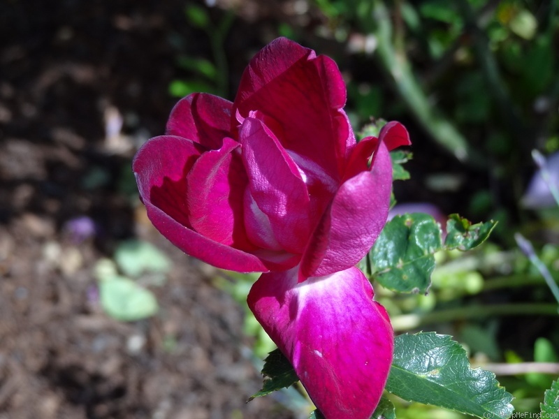 'Purpurea (china, Chenault, 1930)' rose photo