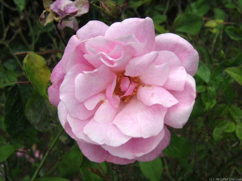 'Parsons' Pink China' rose photo