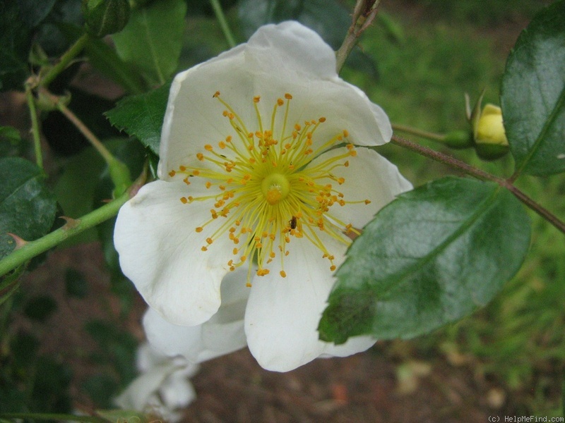 'R. wichuraiana' rose photo