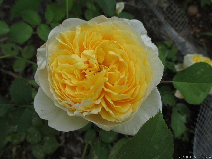 'Charlotte (shrub, Austin before 1992)' rose photo