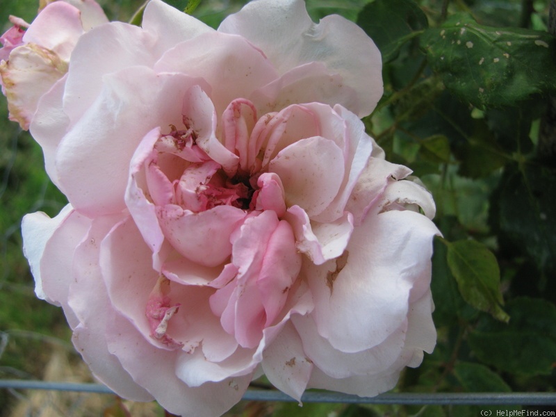 'Ricordo di Giosue Carducci' rose photo