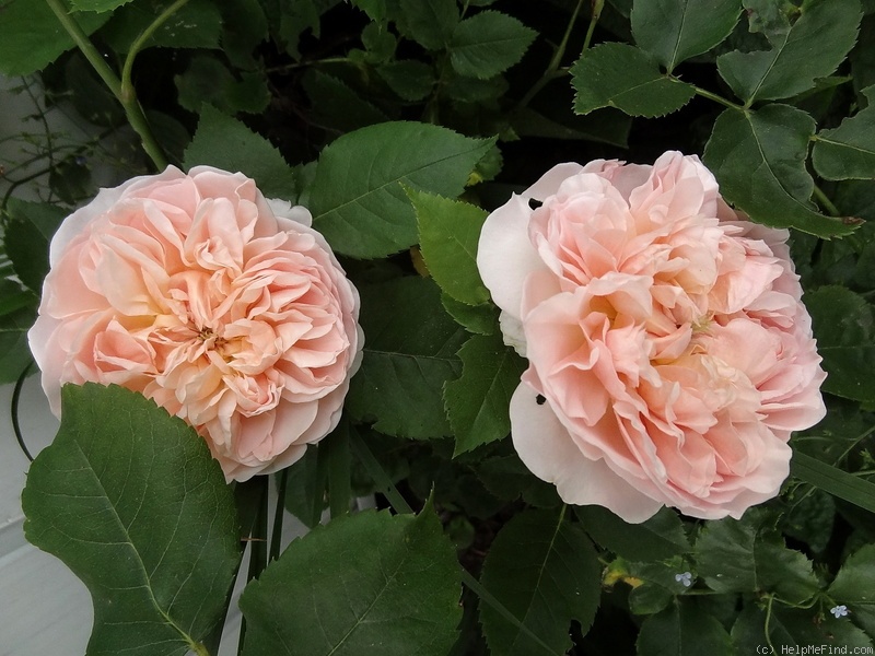 'Vitalrose Climbing Champagner ®' rose photo