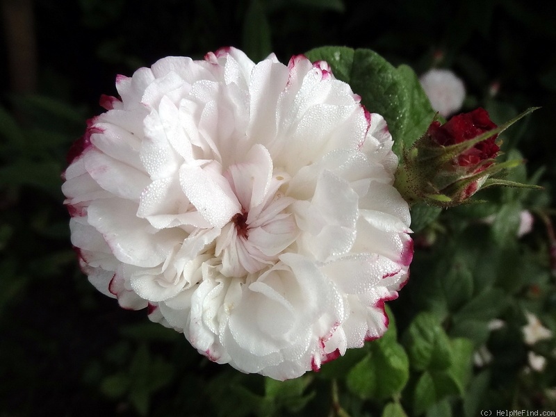 'Léda (damask, Unknown before 1818)' rose photo