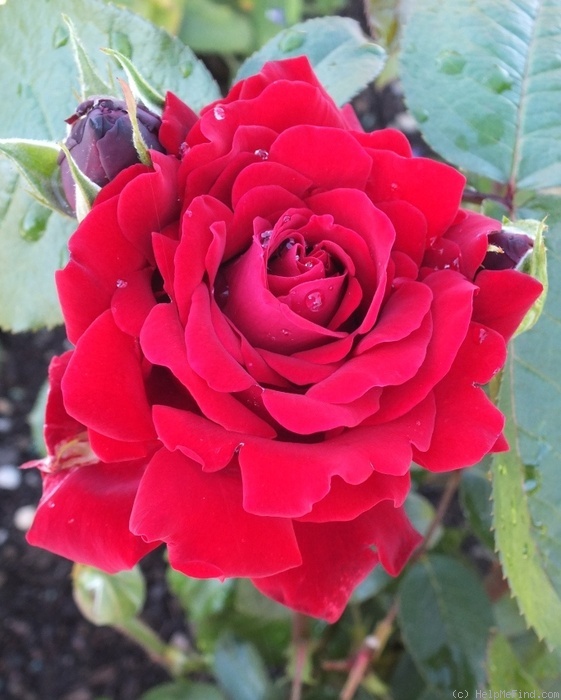 'Ingrid Bergman ®' rose photo