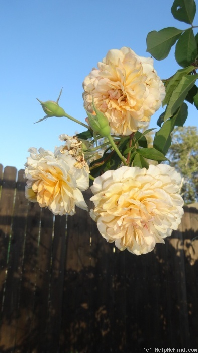 'Buff Beauty (Hybrid Musk, Bentall, 1939)' rose, click to enlarge 'Buff Beauty (Hybrid Musk, Bentall, 1939)' rose photo
