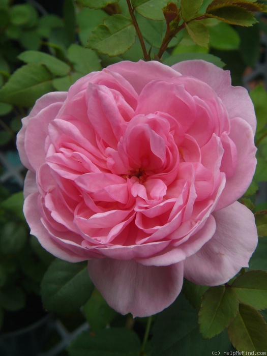'Gimme Five' rose photo