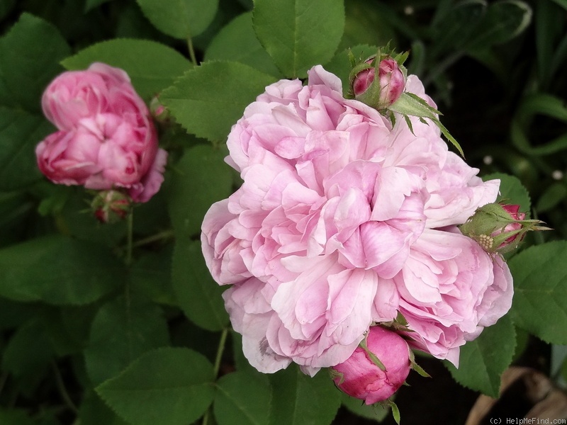 'Sidonie (damask perpetual, Vibert, by 1847)' rose, click to enlarge 'Sidonie (damask perpetual, Vibert, by 1847)' rose photo