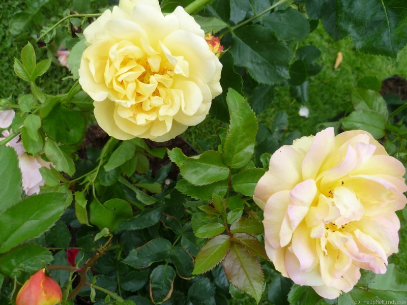 'Lampion ® (floribunda, Evers/Tantau, 2006/12)' rose photo