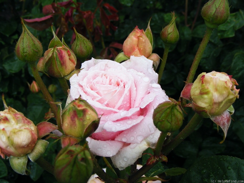 'Frederic Mistral ®' rose photo