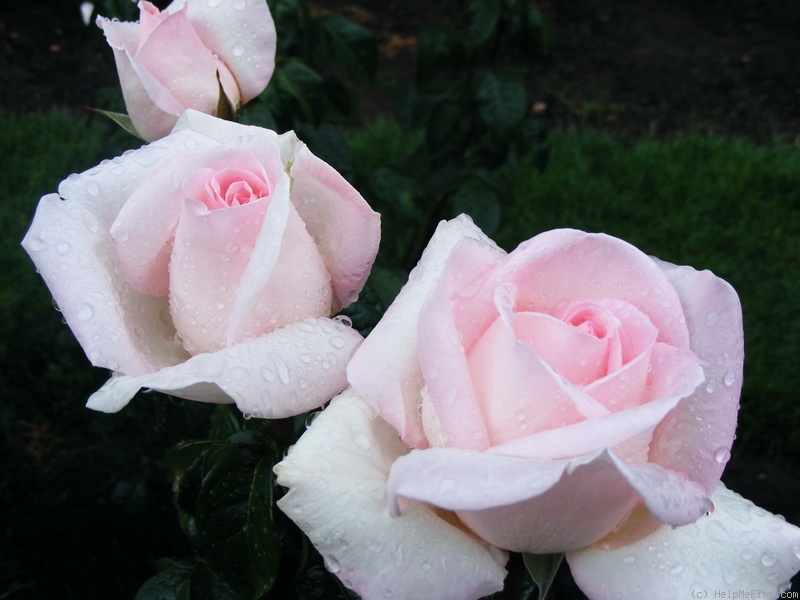 'Frederic Mistral ®' rose photo